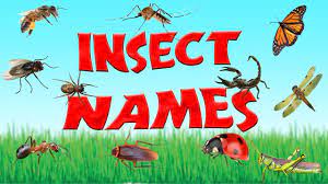 Our insect facts category is separated into different sections. Names Of Insects 15 Types Of Insects For Children Kid2teentv Youtube