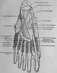 He is an attending emergency medicine phys. Muscles Of Foot