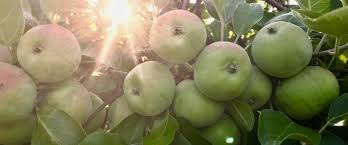Apple Varieties Hartford Apple Trees Hartford Orchards Llc