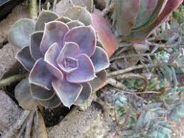 'fred ives' is an aggressive and rapid grower. Easy Succulents Graptoveria Fred Ives Dave S Garden