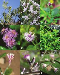 Image result for Monosis