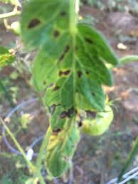Image result for tomato seedling early blight
