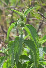 Image result for Leucas