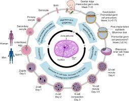 Most eukaryotes also have a life cycle that involves sexual reproduction, alternating between a haploid phase, where only one copy of each chromosome is present in each cell and a diploid phase, wherein two copies of each chromosome are present in each cell. The Germ Cell Life Cycle And Associated Changes In Cell Size And N C Download Scientific Diagram