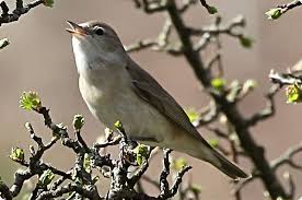 The garden warbler is a stocky bird with thick grey bill and grey legs. David Hastings Bird Insect Images Garden Warbler Sylvia Borin