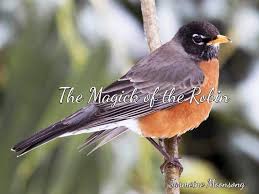 Birds Chirping In The Morning Spiritual Meaning The Magick Of The Robin American Robin Robin Photos Robin Bird