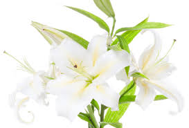 Books a new land must have seemed like. The Best Lily In The World Serge Lutens Un Lys Fragrance Reviews