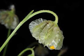 Image result for Osteospermum muricatum