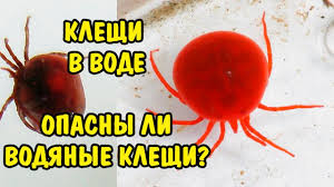 Kleshi V Vode Opasny Li Vodnye Kleshi Youtube