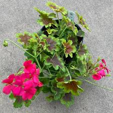 Image result for Pelargonium