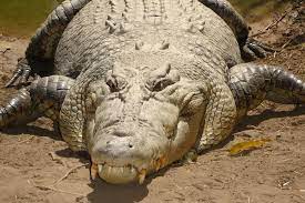 Check spelling or type a new query. Seorang Pria Berkelahi Melawan Buaya Untuk Bertahan Hidup