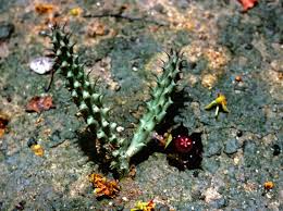 Image result for Monadenium filiforme