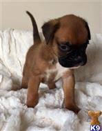 Contact us today to learn more! Boxer Puppies For Sale In California