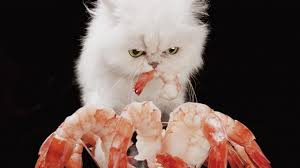 In addition to onions, garlic, which is 5 times as potent. Can Cats Eat Shrimp Is Shrimp Safe For Cats Cattime