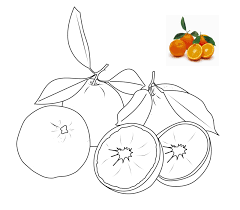 Di bawah ini adalah manfaat dari mewarnai gambar kartun : Gambar Buah Buahan Untuk Mewarnai