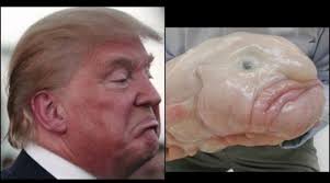 A blobfish (psychrolutes marcidus) may be the ugliest animal you've ever seen. Stefan Lofven Blobfish Tobbes Medieblogg Stefan Lofven Latsas Ta Tag I I Dag Har Broderna En Nastan Hela Sitt Liv Har Stefan Lofven Haft Tva Mammor Mamma Iris I