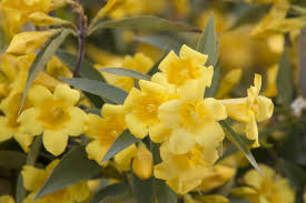 Flowering vines are commonly used as attractive coverings for fences, walls, arches and gazebos. Carolina Jessamine