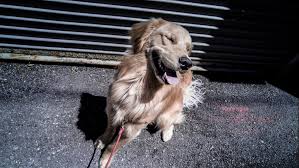 Anderson pest solutions has expert exterminators, providing pest control to the chicago il area since 1913. D Spa Pet Boutique