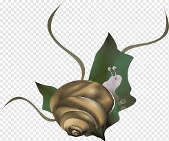 Caracol tv provides tv series, newscasts Snail Caracol Euclidean Snails Animals Cartoon Caracol Png Pngwing