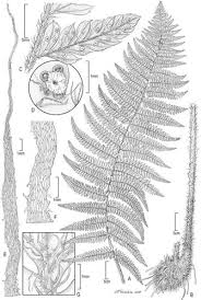 Image result for Eriolaena rulkensii