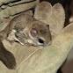 Wildlife Wonderings: Southern Flying Squirrel event in Humble, TX