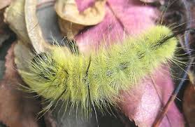 Maybe you would like to learn more about one of these? American Dagger Moth Acronicta Americana Jungledragon