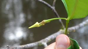 Image result for Malouetia