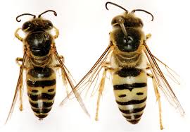 Image result for Selago dinteri