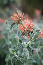 Image result for Dicliptera sp. C
