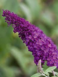 Image result for buddleia davidii