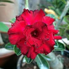 Image result for Adenium