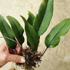 Image result for Pyrrosia