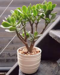 You can adjust your cookie preferences at the bottom of this page. 5 Succulents You Can Grow In A Coffee Mug