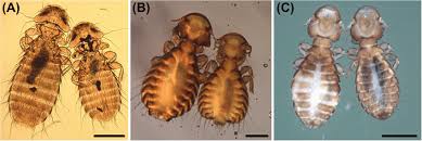 Image result for what do Mallophaga look like in dog fur