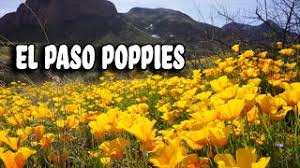 Maybe you would like to learn more about one of these? Poppy Flowers Of El Paso Youtube