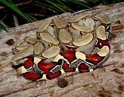Columbian Red Tail Boa Snake Boa Constrictor Red Tail Boa