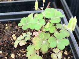 Yellow wood sorrel weed identify yellow wood sorrel weeds. How To Identify And Manage Yellow Woodsorrel In Nurseries And Greenhouses