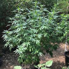 Chunky, globular buds are protected by tightly curled leaves, all iced with resin and spotted with orange pistils. How To Grow Cannabis Outdoors By Luckyacres Grow Weed Easy
