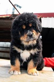 Tibetan Mastiff Puppy Molosser Dogs Gallery Tibetan Mastiff Puppy Beautiful Dogs Tibetan Mastiff Dog