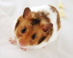 Black And White Syrian Hamster For Sale The Syrian Hamster Is One Of The Most Adorable Small Pets That Many American Families Love These Hamsters Are Also Pop Hamsters As Pets Hamster Syrian Hamster