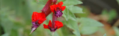 Bat flower is a great choice if you are looking for a fascinating garden plant. Bat Plant Melinda Myers