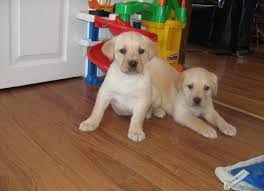 They are current on all shots, potty trained, akc registered, and have. Labrador Retriever Puppies For Sale In Morgantown West Virginia Classified Americanlisted Com