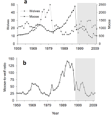 For over 50 years researchers from michigan technological university have been studying the relationship between wolves and moose on isle royale, located in. The Population Biology Of Isle Royale Wolves And Moose An Overview The Wolves And Moose Of Isle Royale