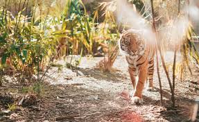 Découvrez plus de 1500 animaux issus de 160 espèces différentes évoluant au cœur de 18 hectares de parc arboré. Zoo De La Fleche Le Guide Pratique Pour Preparer Votre Visite