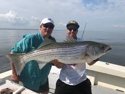 Long Island Striped Bass Fishing All You Need To Know