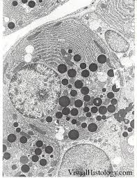 We did not find results for: 1 2 Ultrastructure Of Cells Biology4ibdp