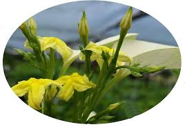 Image result for Mussaenda rivularis