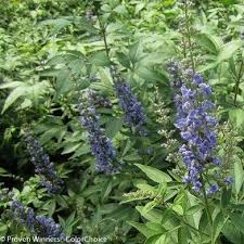 Image result for Vitex thyrsiflora