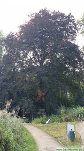 Die liste von botanischen gärten in deutschland nennt botanische gärten in deutschland. Blutbuche Im Botanischen Garten Munster