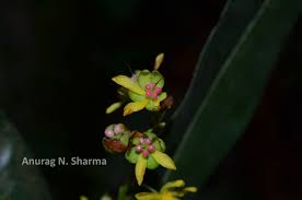 Image result for Gomphia